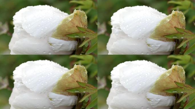 雨后白牡丹花