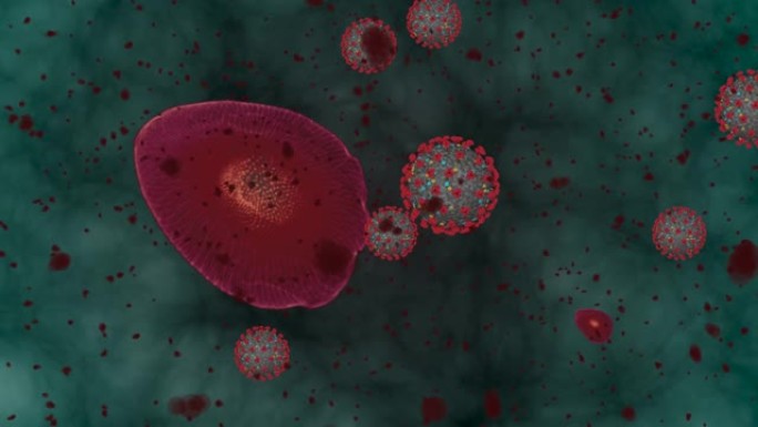 高度集中冠状病毒疾病新型冠状病毒肺炎。动画组病毒和红细胞特写。3D渲染4k
