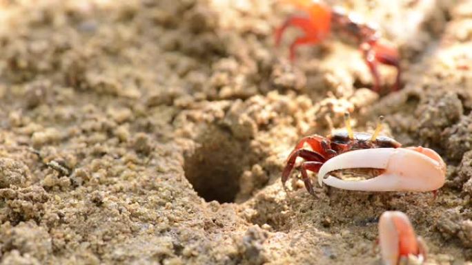 泰国普吉岛海滩红树林中的招潮蟹