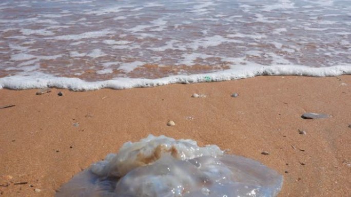 沙滩上的死水母。海滩上的水母。海边的沙滩。水母被扔到海滩上