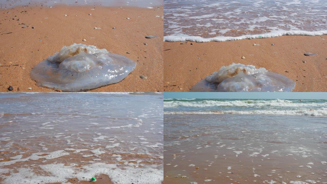 沙滩上的死水母。海滩上的水母。海边的沙滩。水母被扔到海滩上