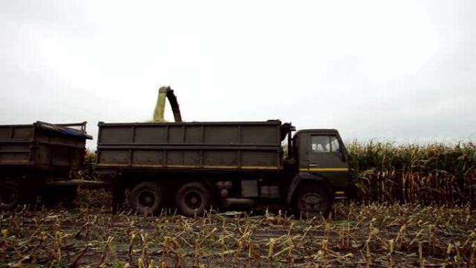 谷物收获。联合收割机将玉米谷物卸载到农用卡车的后部。