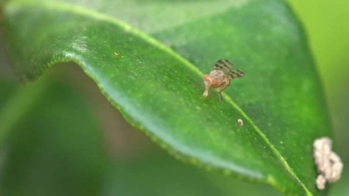 自然界绿叶上的昆虫。