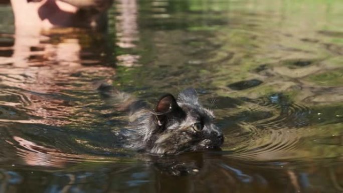 猫在水里游泳。黑小猫在河里游泳。猫的情绪。慢动作
