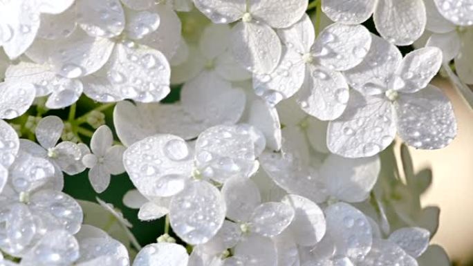 白色绣球花喷水