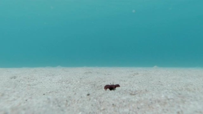 沙质海珠上的海葵