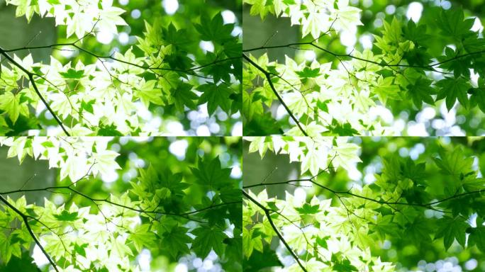 新鲜绿色枫叶光影树枝绿叶光芒