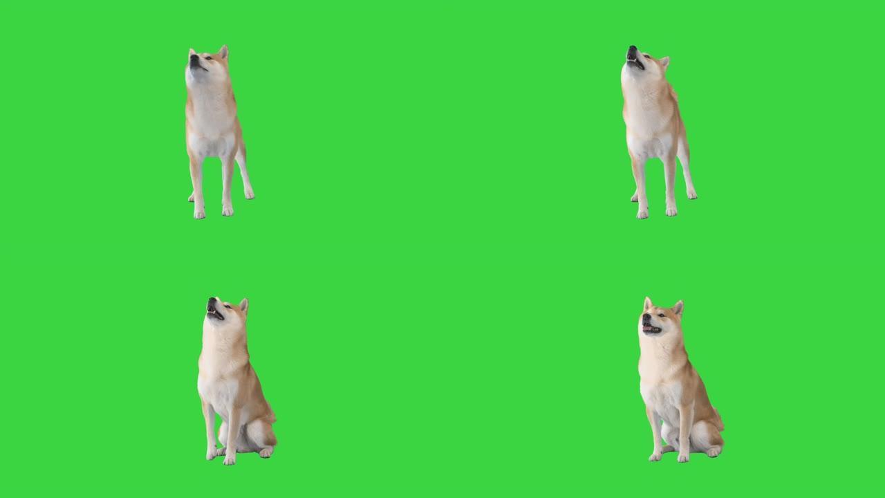 Shiba Inu red dog在绿色屏幕上执行命令，色键