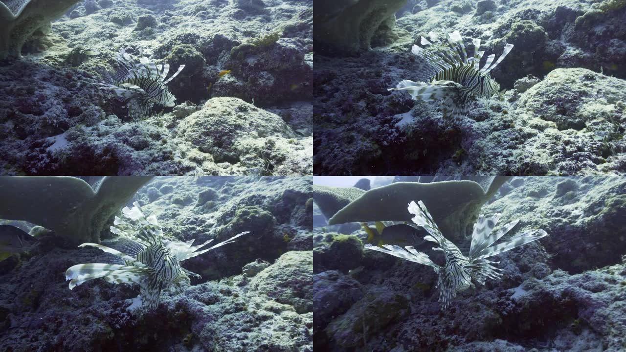 马尔代夫礁石上打哈欠的白狮子鱼