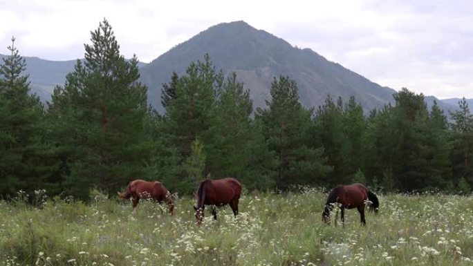 在山峰和松树林的背景下，三匹马在开花的草地上吃草。