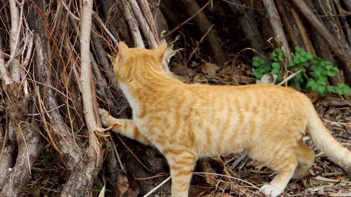 中华田园猫狸花猫土猫橘猫