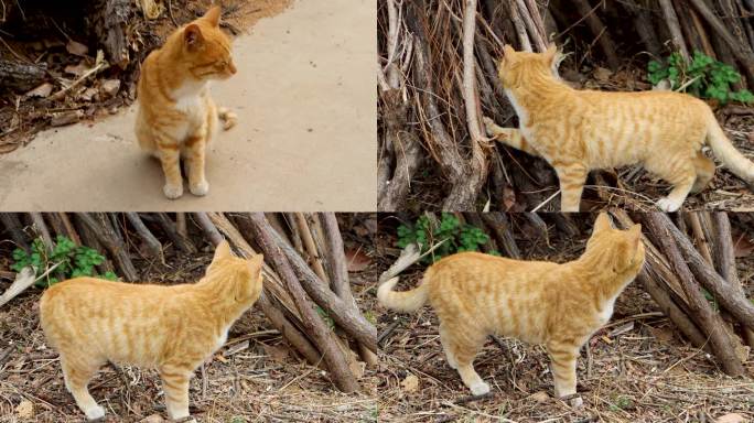 中华田园猫狸花猫土猫橘猫