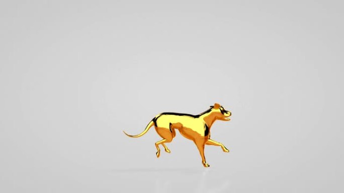 金毛猎犬跑步，无缝循环，白色工作室