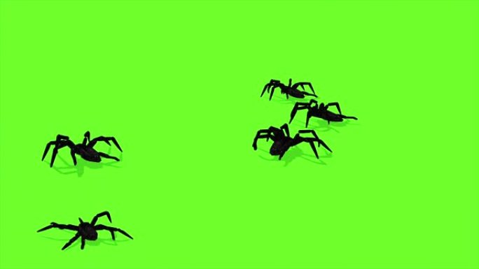 蜘蛛在绿色屏幕上爬行的动画