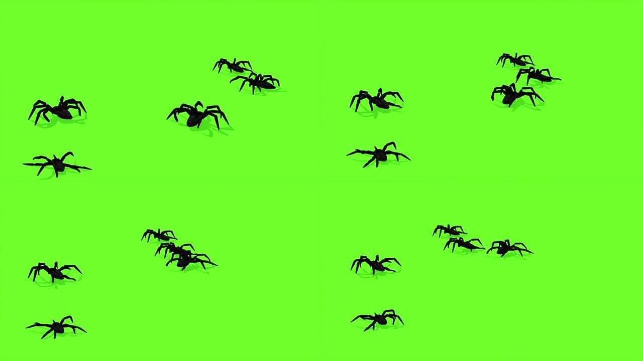 蜘蛛在绿色屏幕上爬行的动画