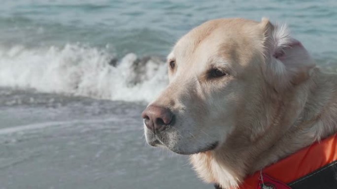 一只可爱的狗，白色拉布拉多猎犬在海上的特写镜头。救援狗准备救人