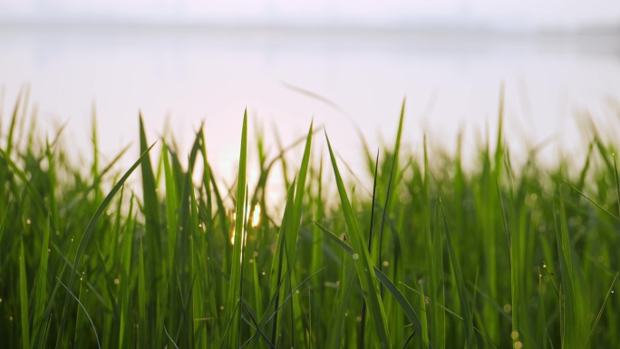 清晨湿地生态绿草4k50p
