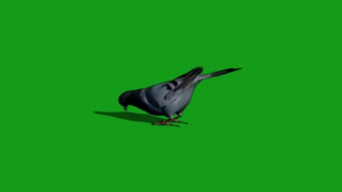 鸽子吃食物绿屏运动图形