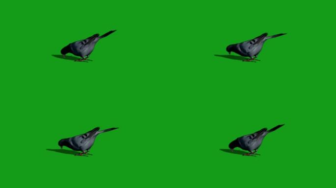 鸽子吃食物绿屏运动图形