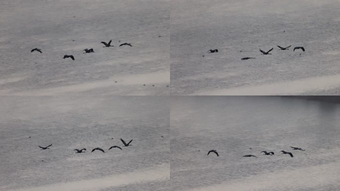 鹤贴着水面飞行的升格视频