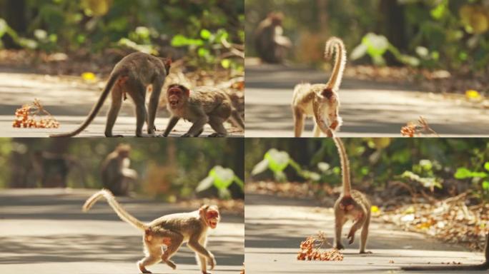 印度果阿。Bonnet猕猴-猕猴辐射或Zati。猴子