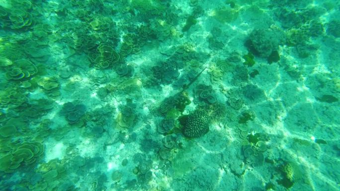 斯米兰岛水下珊瑚