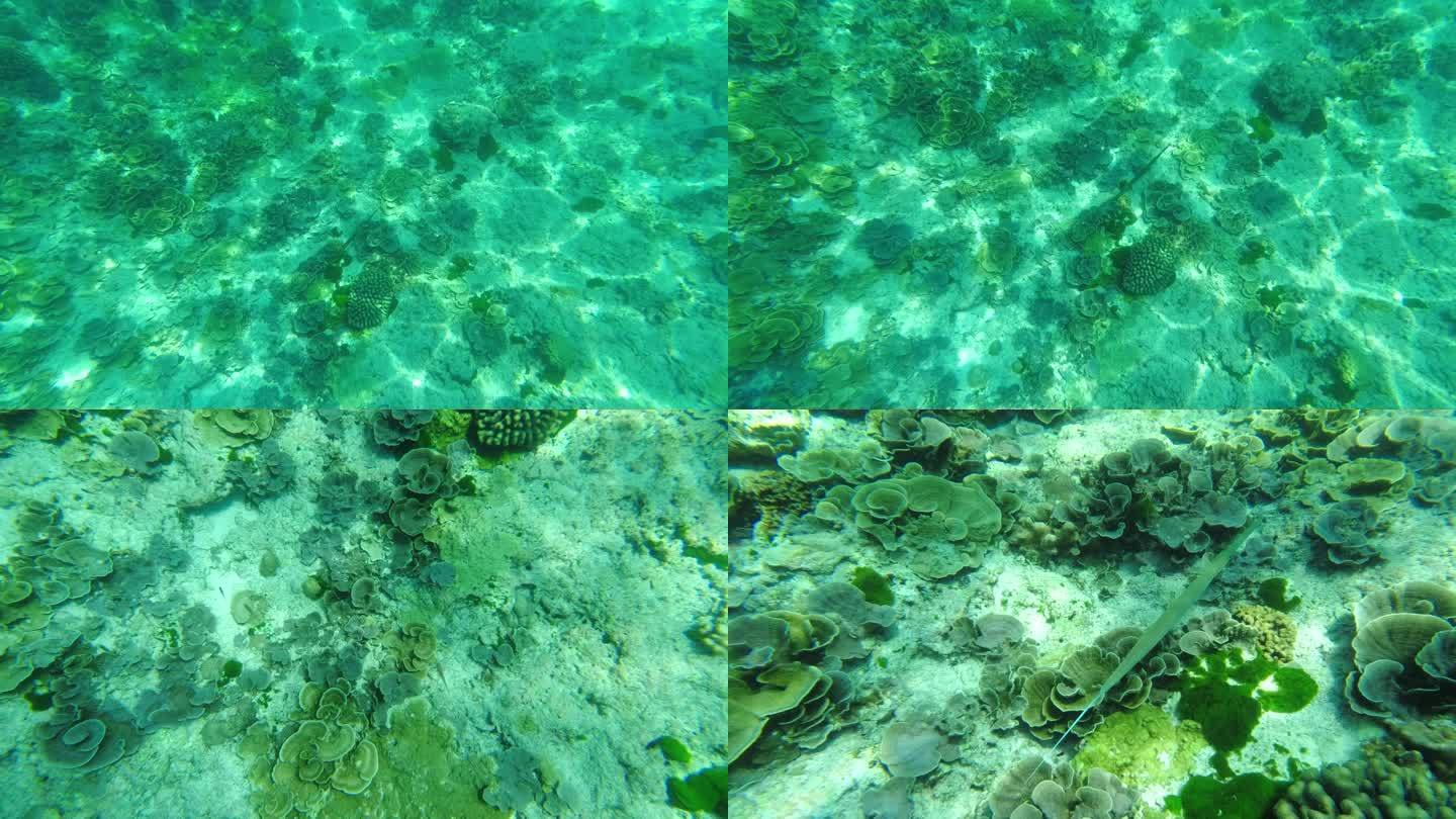 斯米兰岛水下珊瑚