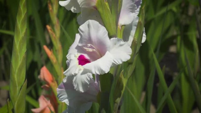 唐菖蒲花蕊户外盛开