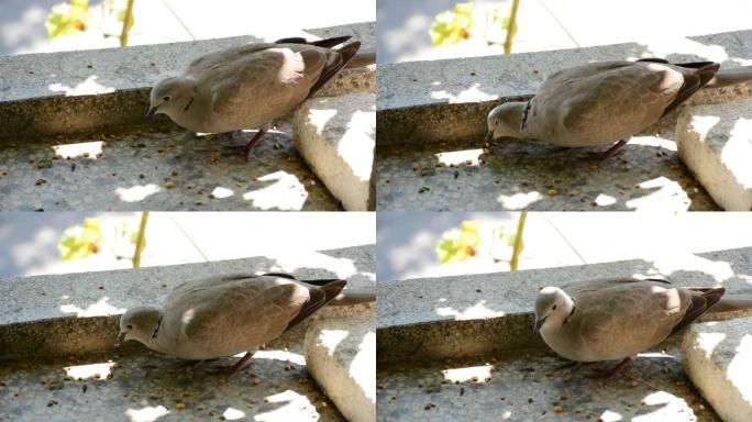 鸽子在阳光明媚的夏日的阳台上吃谷物