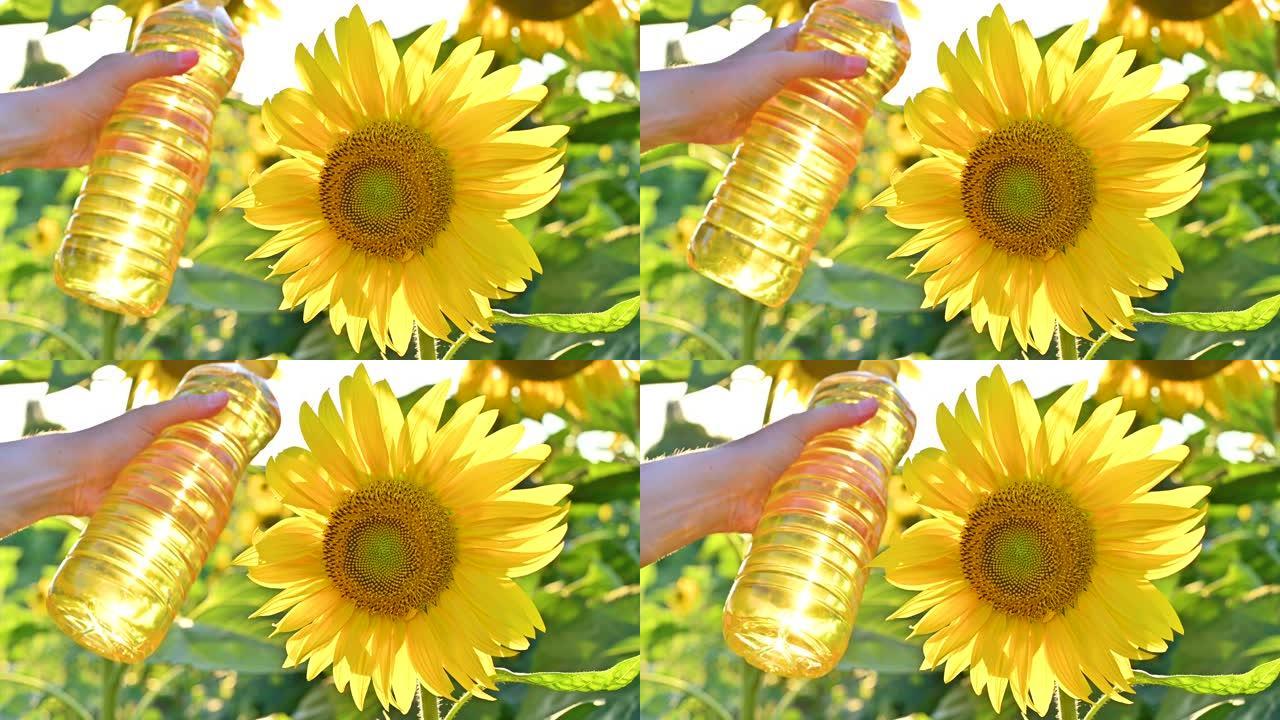 阳光下的大向日葵花。意大利的农田。农业的概念，环保产品。瓶子里的植物油。软聚焦。眩光和波克在框架里。