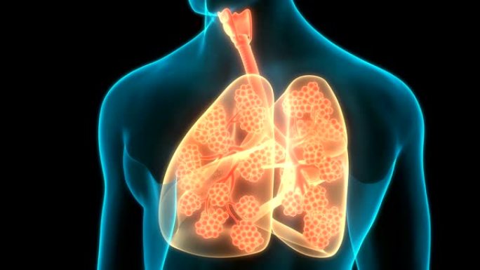 具有肺泡解剖动画概念的人体呼吸系统肺