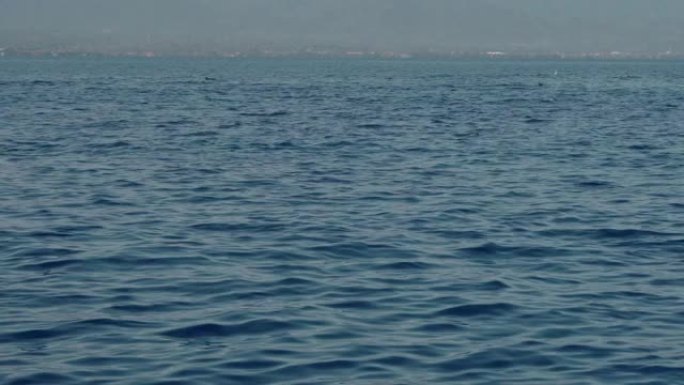 Stenellalongirostris海豚跳出水面