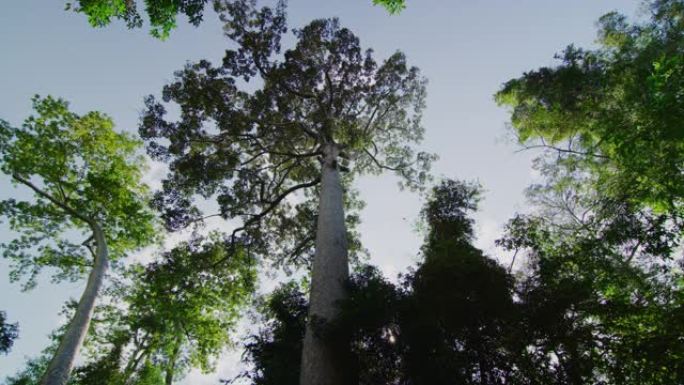 柬埔寨暹粒吴哥塔普伦寺的一棵树慢动作60 fps万向节拍摄晨光