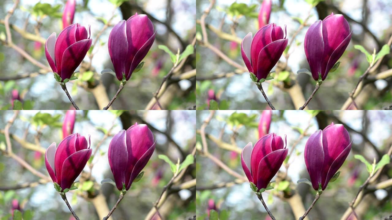 紫色玉兰花春天开花