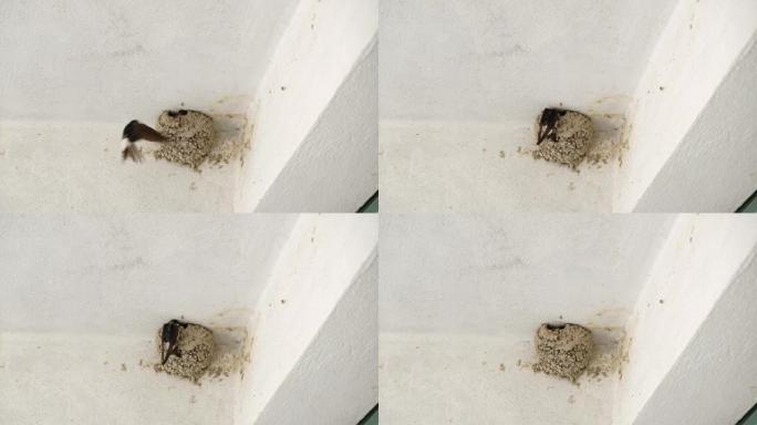 燕子在巢中喂养幼鸟