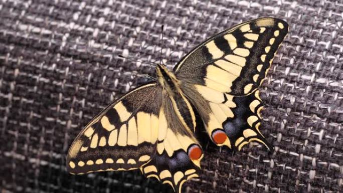 凤蝶machaon，坐在板凳上的旧世界燕尾蝶