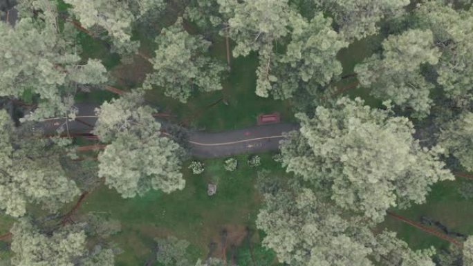 空城公园的俯视图，有人行道和自行车道。空中无人机拍摄了被松树包围的绿色城市公园。公园人行道上的自行车