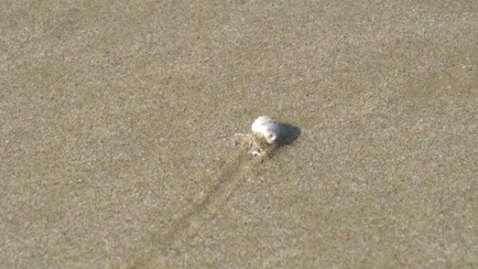 寄居蟹在浅水的海滩上爬过沙子。
