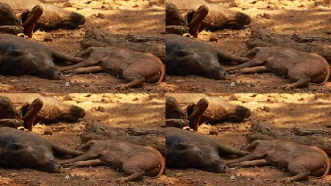 印度果阿。印度野猪或Sus Scrofa，也称为野猪，在炎热的日子里睡在阴影下的普通野猪