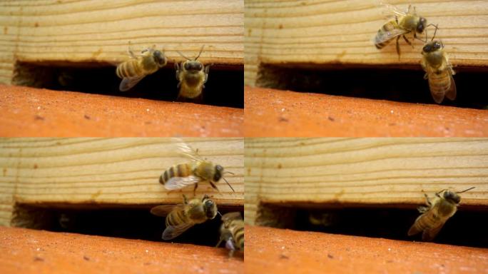 大眼睛的蜜蜂在洞的边缘爬行