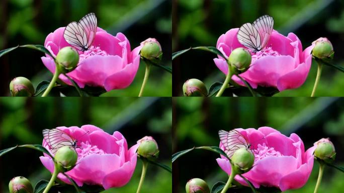 粉红色牡丹上的黑脉白蝴蝶 (Aporia crataegi)