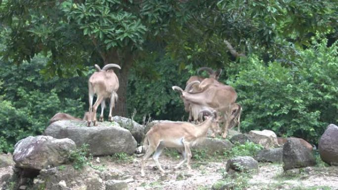 一群羚羊正在岩石丘陵和树木周围觅食。