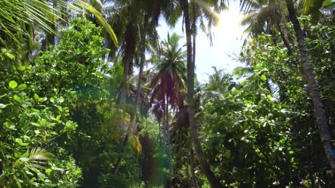 棕榈树森林。野生和无人居住的热带自然