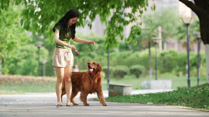 美女在夏天公园和宠物狗金毛犬玩耍遛狗