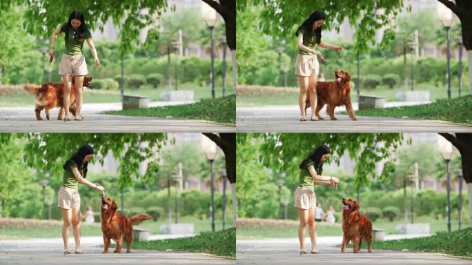 美女在夏天公园和宠物狗金毛犬玩耍遛狗
