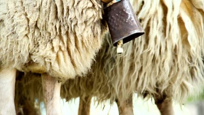 一只羊的脖子上有铃铛的羊腿
