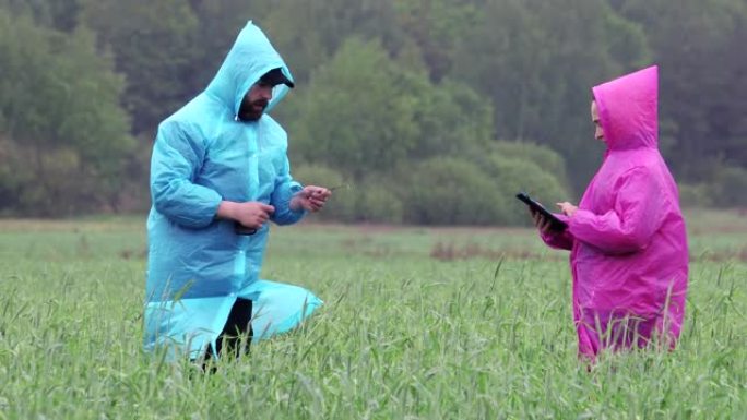 雨中穿着雨衣的农民或农艺师使用平板电脑在飓风过后检查并测量田间的麦芽