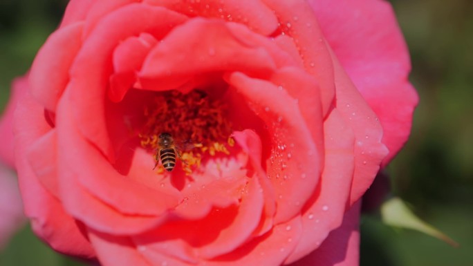 蜜蜂采食月季花蜜慢动作01
