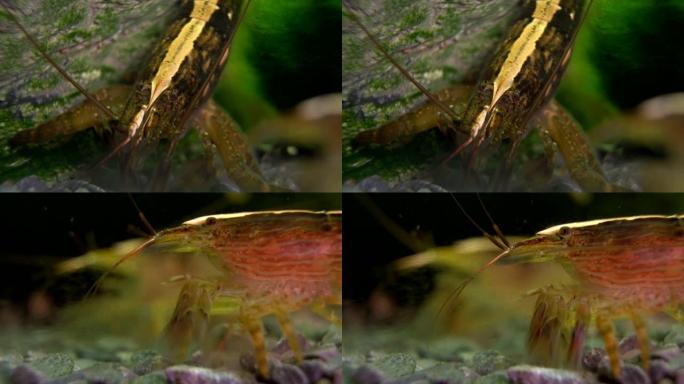 淡水竹虾的宏观拍摄。阿提亚提亚