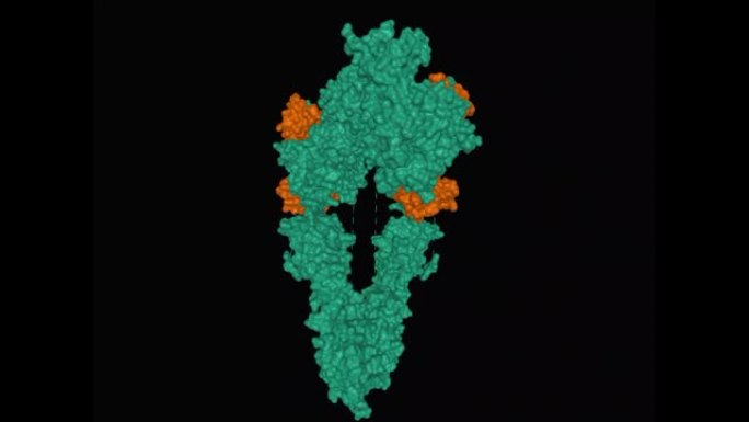 与四个胰岛素分子 (棕色) 结合的全长胰岛素受体 (绿色) 的结构